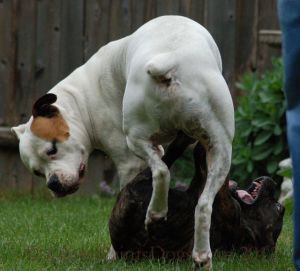 Dogs Playing